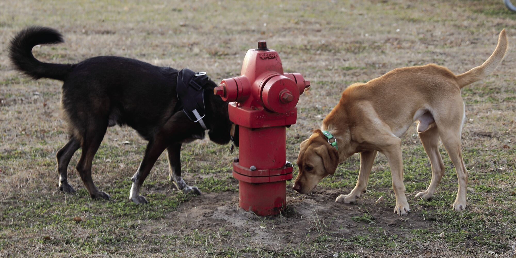 RI19NWdogParkOpening3.jpg